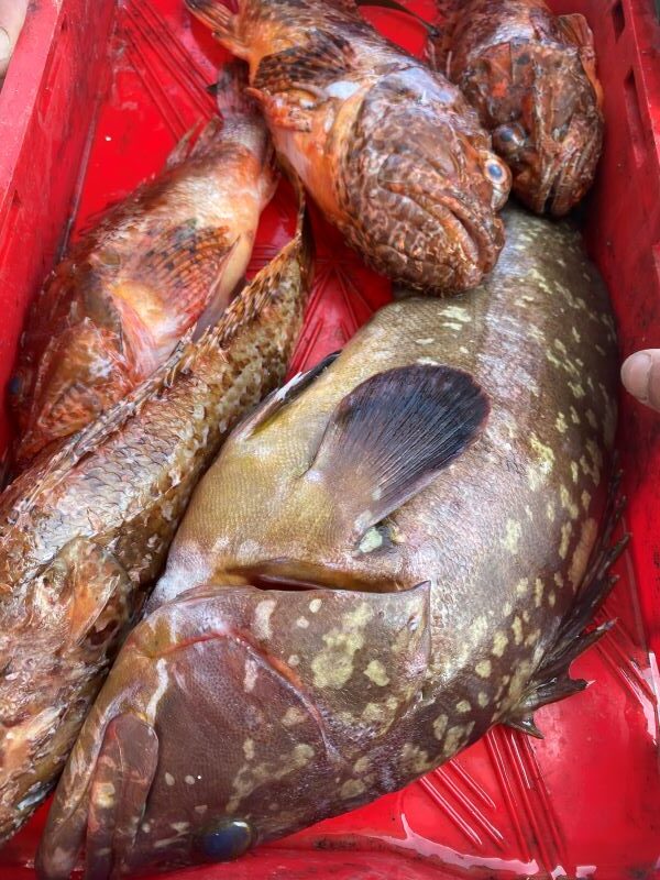 Fresh Adriatic fish
